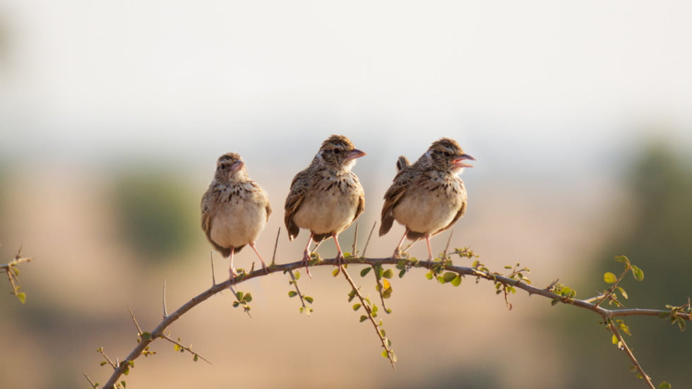 Birds Eye View: the Karoo advantage for bird lovers